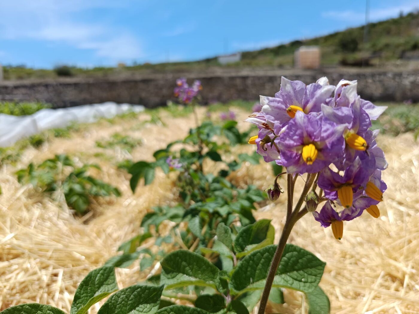 Gigi's Farm