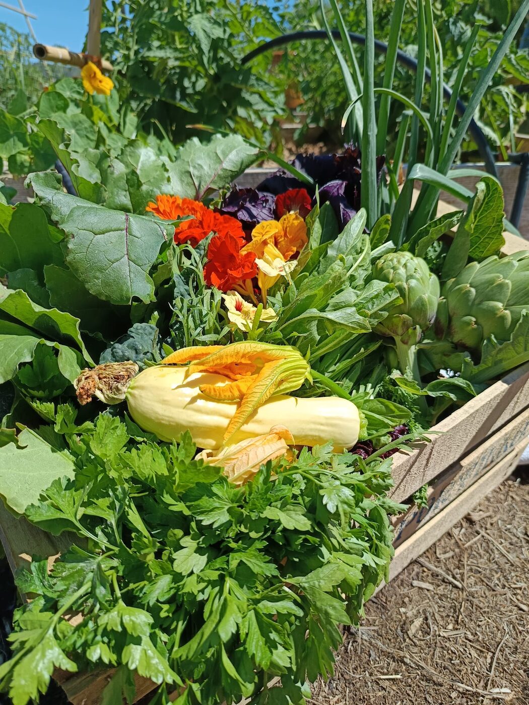 Gigi's Farm