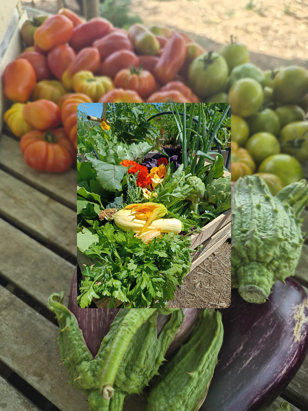 Gigi's Farm